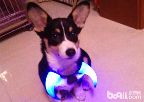 柯基犬