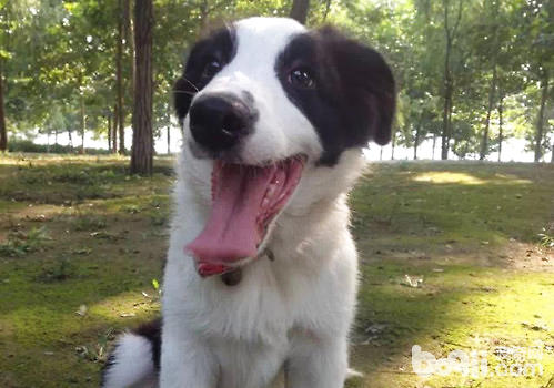 邊境牧羊犬