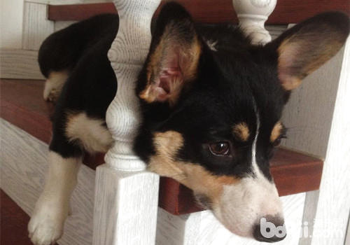 柯基犬