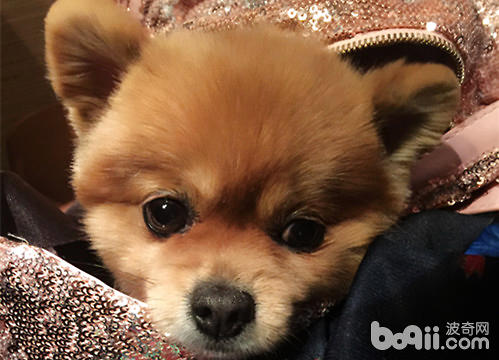 博美犬