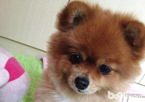 博美犬