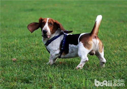 巴吉度犬