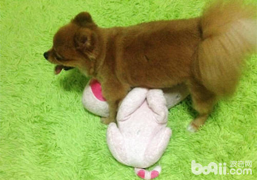 博美犬