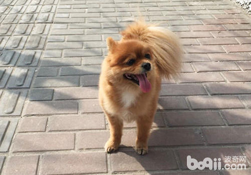 博美犬