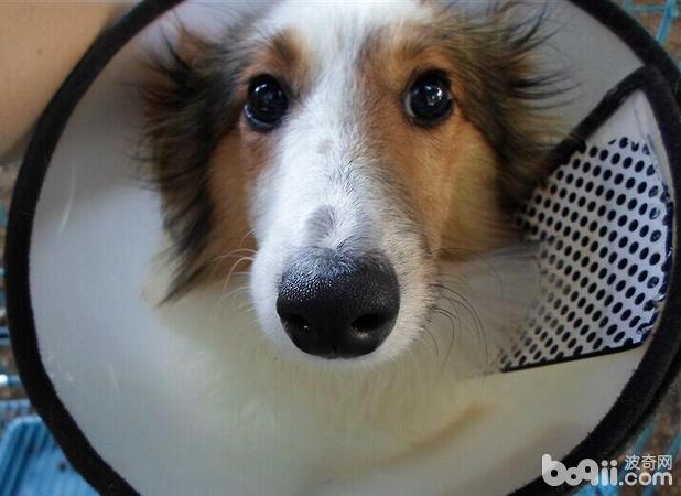 蘇格蘭牧羊犬