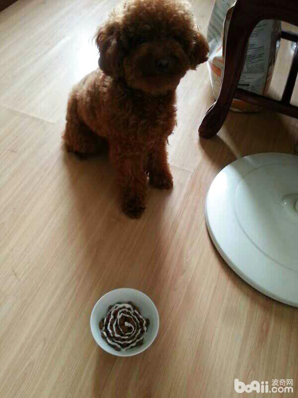 貴賓犬