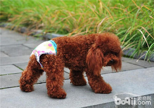 貴賓犬