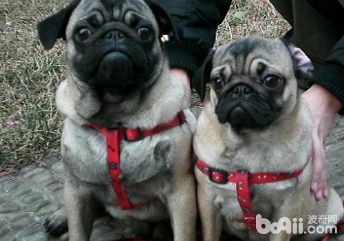 巴哥犬
