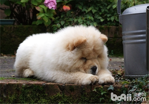 松獅犬