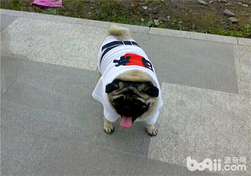 巴哥犬
