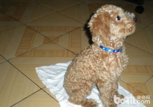 泰迪犬