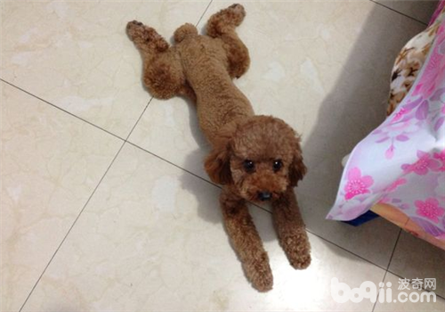 貴賓犬