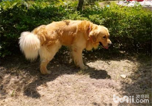 金毛犬