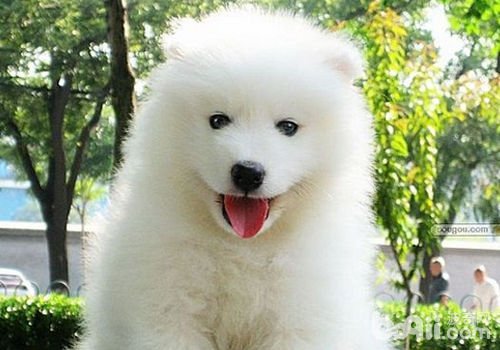 薩摩耶犬