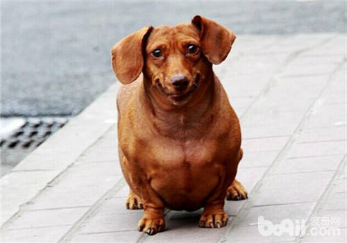 臘腸犬