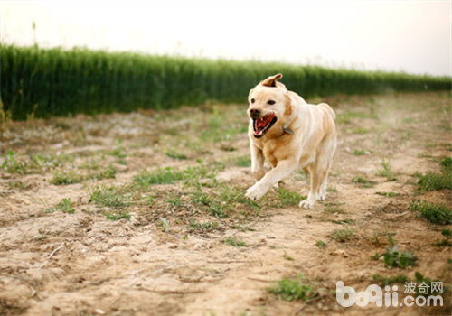 拉布拉多犬