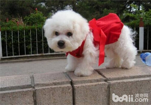 比熊犬