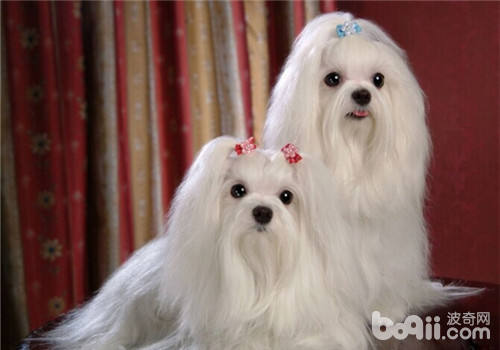 馬爾濟斯犬