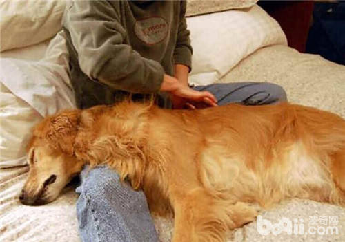 金毛犬