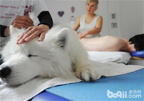薩摩耶犬