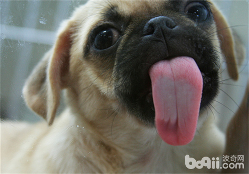 巴哥犬