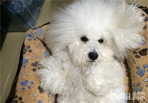 比熊犬