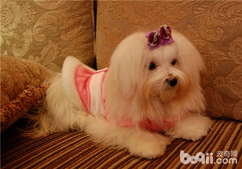 馬爾濟斯犬