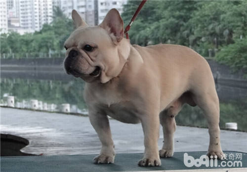 法國斗牛犬