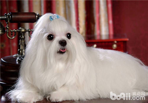 馬爾濟斯犬