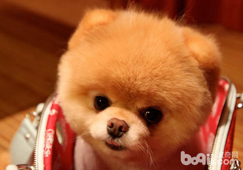 博美犬