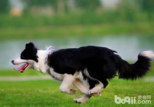 邊境牧羊犬