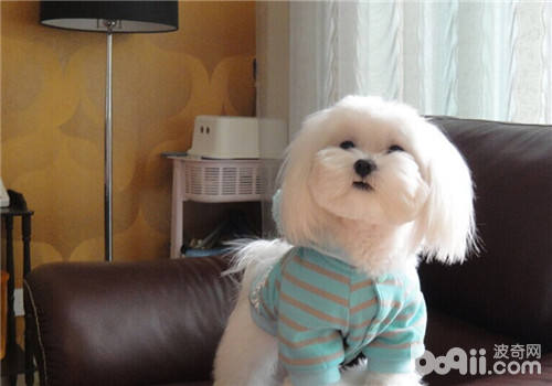 馬爾濟斯犬