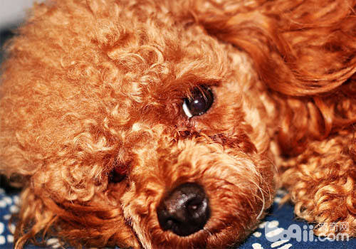 貴賓犬