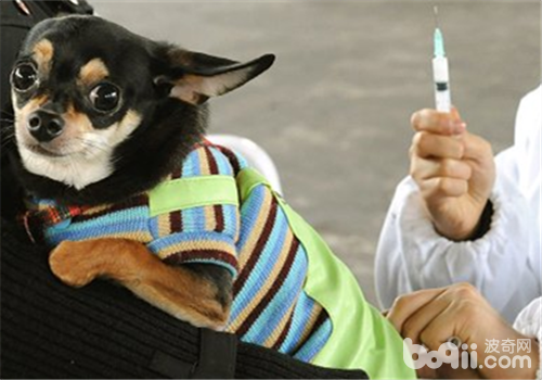 小鹿犬
