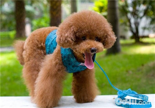 貴賓犬
