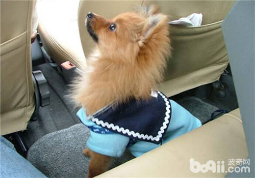 博美犬