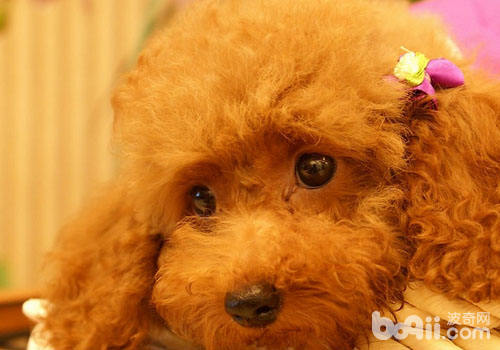 貴賓犬