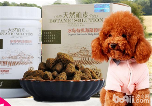 貴賓犬