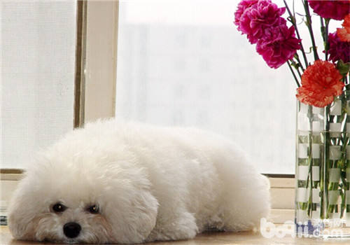 比熊犬