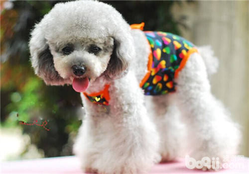 貴賓犬