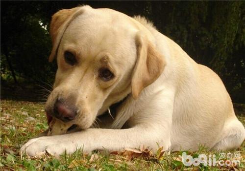 金毛犬