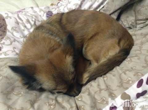圖5  如狗狗在食用狗糧後出現不適，要及時就醫