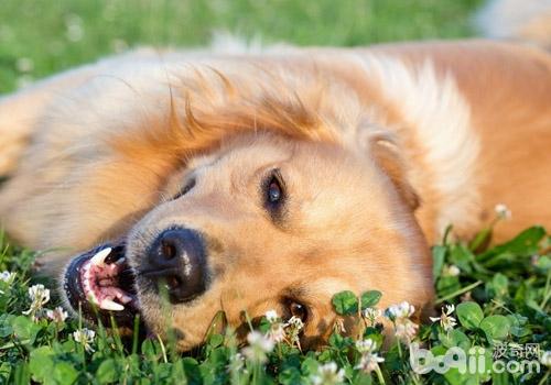 金毛犬
