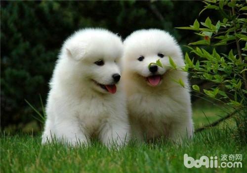 薩摩耶犬