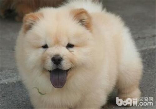 松獅犬
