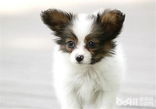 蝴蝶犬