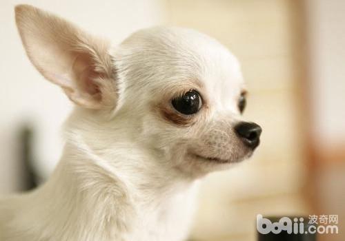 吉娃娃犬