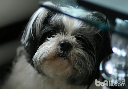西施犬