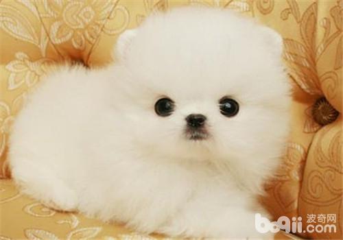 博美犬