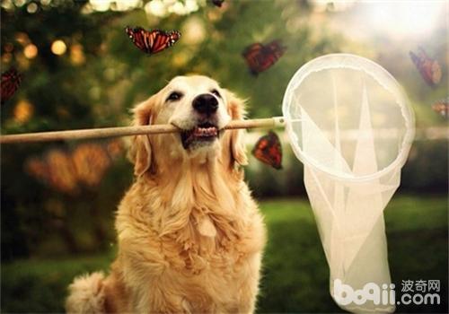 金毛犬